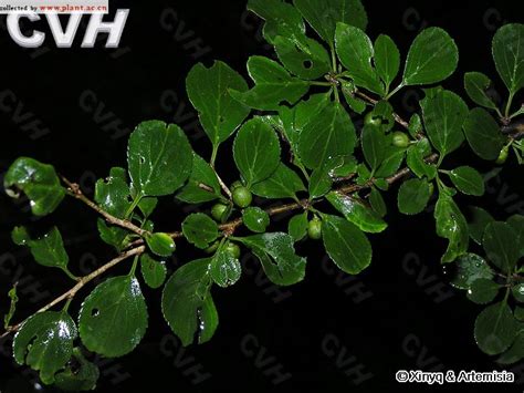 鼠李科(Rhamnaceae)拉丁名学名属名科名植物生活型图片