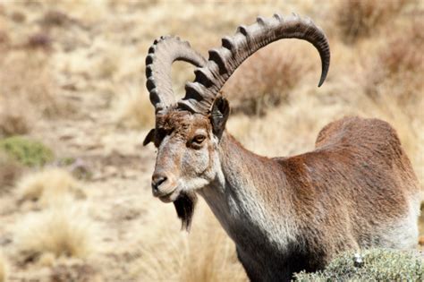 Image result for Ibex Module Video Live