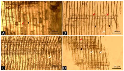 Factors That Affect the Mechanical Strength of Archaeological Wood—A ...