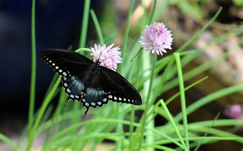 Download wallpaper 3840x2400 spicebush swallowtail, butterfly, flower ...