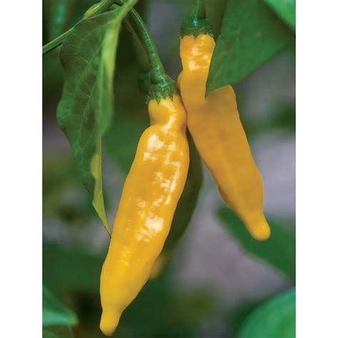 Burpee Pepper, Hot Lemon Seed Pack 62842 – Good's Store Online
