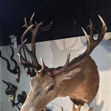 NEW ZEALAND RED STAG HEAD AND HORN WALL MOUNT, 38'' TIP TO TIP - Able ...