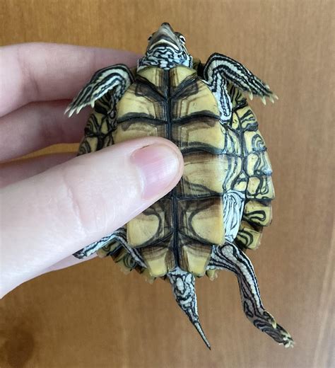 Image result for Dwarf Turtle