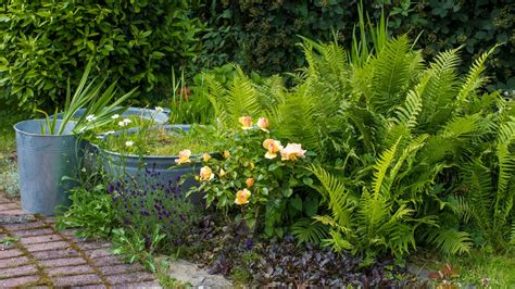 What To Plant In Shady Corners In Rhode Island Right Now