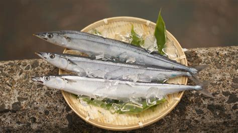 とろさんま 2kg | 匠海鮮