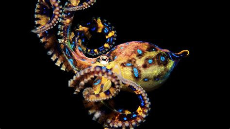 Image result for Octopus Desktop