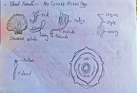 Crop Improvement of Chickpea | Crop Improvement-II (Rabi Crops ...