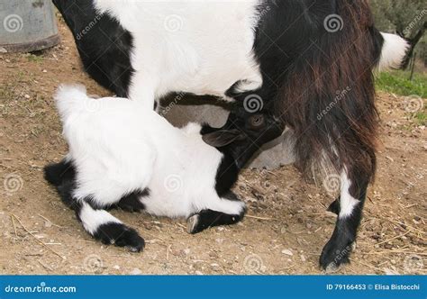 Mom Goat Feeding Baby Goat with Milk Stock Image - Image of horn ...