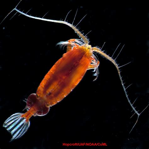 Zooplankton history and some interesting facts