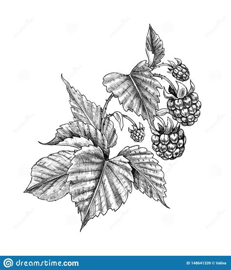 Image result for Raspberry Branch Line Drawing