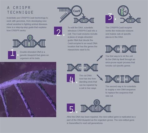 CRISPR Technology Explained 的图像结果