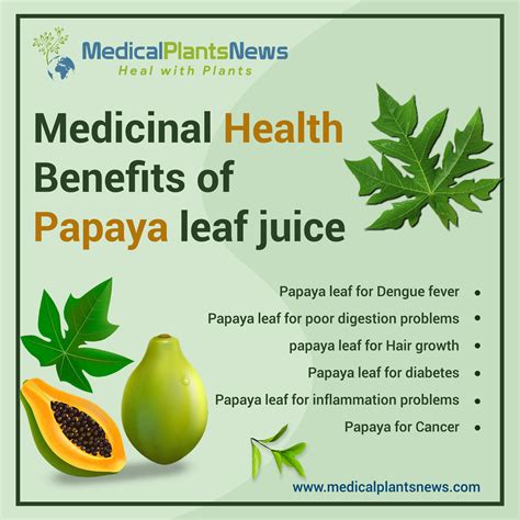Benefits Of Papaya Leaves