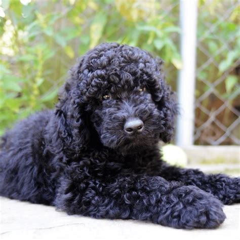 Black Goldendoodle: 5 Thnings You Must Know 2024