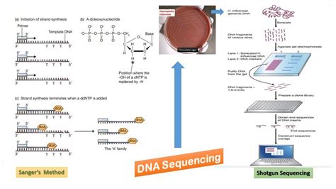 DNA Sequencing For Dummies 的图像结果