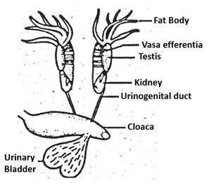Draw a neat and well labelled diagram of male reproductive system of a ...