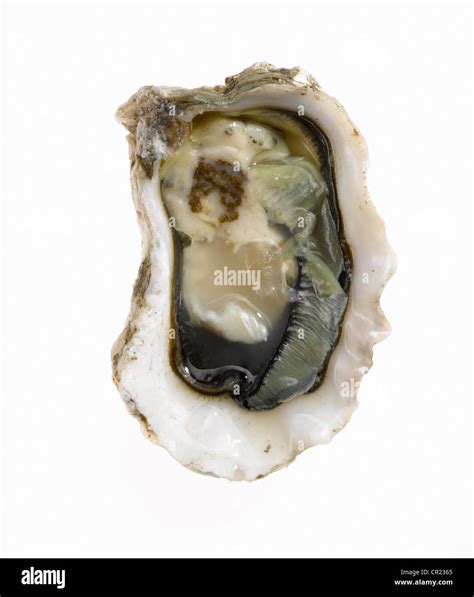 Fresh oyster sea food Cut Out Stock Images & Pictures - Alamy