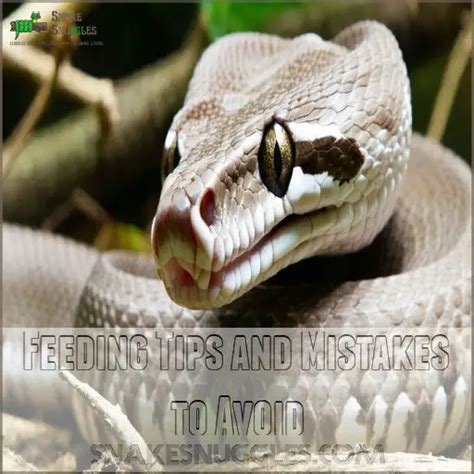 Feeding Baby Ball Python 的图像结果