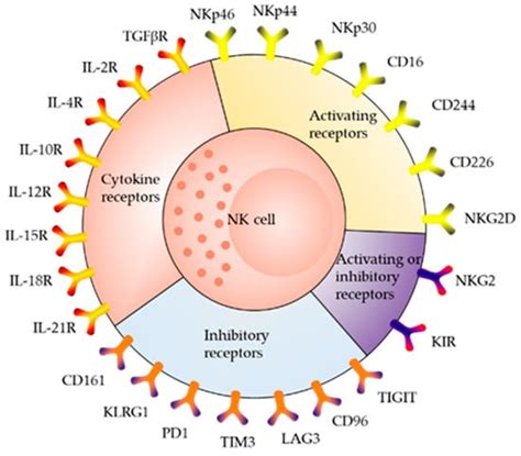 Natural Killer Cells and Current Applications of Chimeric Antigen ...