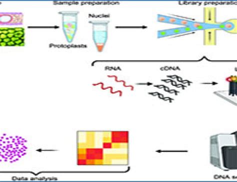 RNA Sequencing 的图像结果