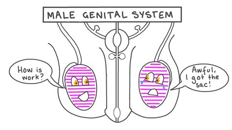 Lesson Video: Male Genital System | Nagwa