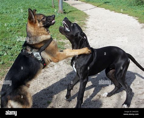 Great Dane German Shepherd Mix Black