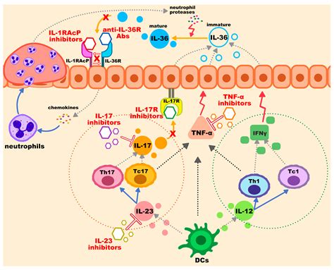 Genetics of Generalized Pustular Psoriasis: Current Understanding and ...