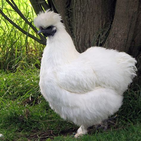 Fluffy Chicken Breeds