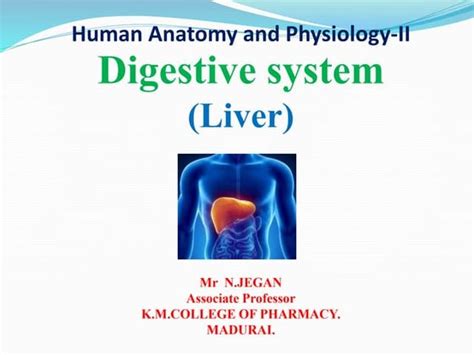 Image result for Liver Organ Function