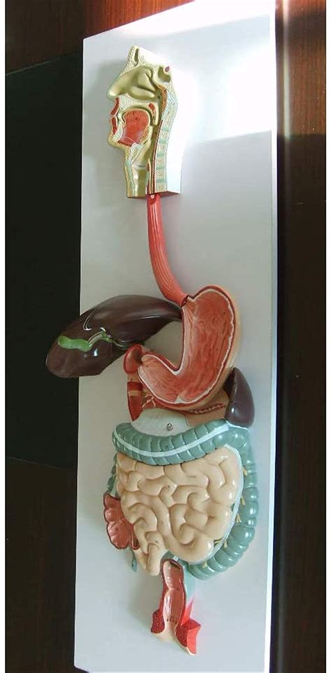 Buy IJNBHU Study Model Life Size Human Digestive System Model Human ...
