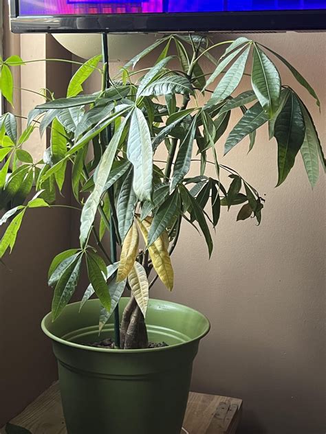 Help me please : r/houseplants