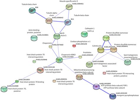 Image result for STRING Protein Interactions