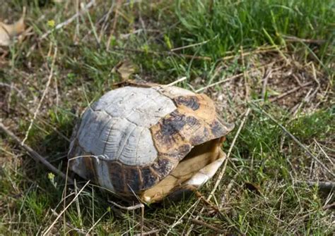Image result for Cleaning Turtle Shell