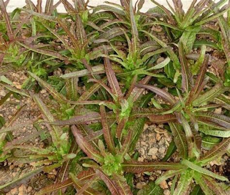 CYBEXIS Hybrid Lactuca Sativa Lettuce Seeds 4000 Seeds Seed Price in ...