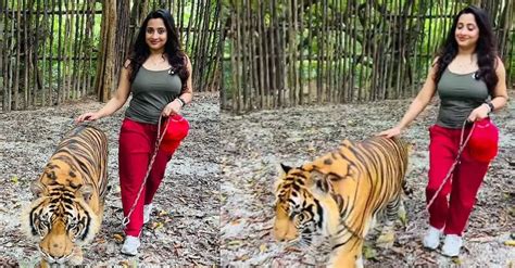 കടുവയ്‌ക്കൊപ്പം ഒരു കിടിലന്‍ ‘ക്യാറ്റ് വോക്’; നടി പൂജിത മേനോന്റെ വൈറ ...