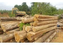 Refinishing Teak Wood,Ghana Teak Wood,Ivory Coast Teak Wood Suppliers ...