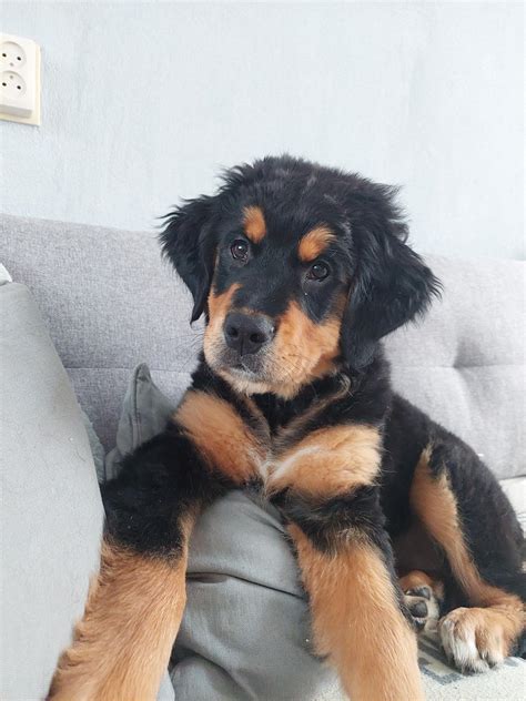 Bernese Mountain Dog Doberman Mix