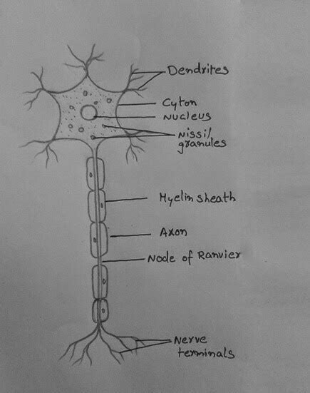 Draw the following structure : Nerve cell - Brainly.in