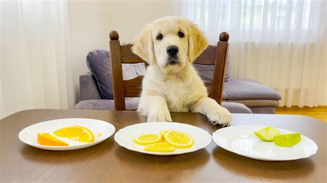 Dogs Taste Testing Food 的图像结果
