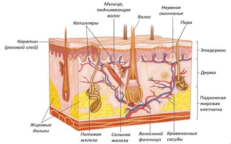 Характеристика кожи человека Строение Основная функция