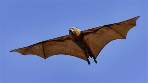 Why is Nipah Virus called ‘Nipah’? Tracing the origin of the deadly ...
