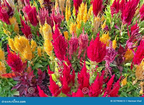 Silver Cockscomb Plant in the Summer. Celosia Argentea Stock Image ...