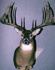 Milo Hanson Buck - World Record Typical Whitetail Deer