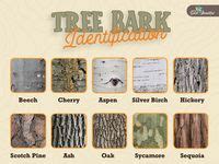 Image result for Tree Identification Chart