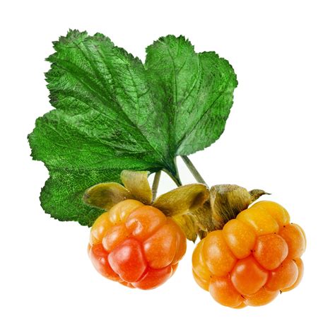 Cloudberry | alimentarium