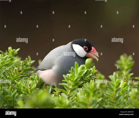 Java Sparrow Padda oryzivora Captive Stock Photo - Alamy