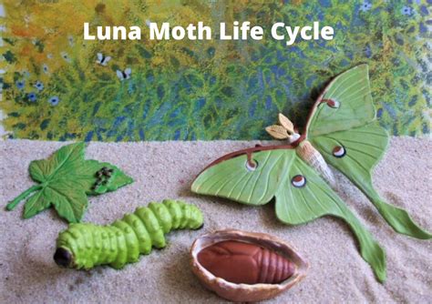 Luna Moth Life Cycle: Journey Through Stages - Animal Hype