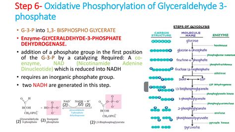 Glycolysis | PPTX