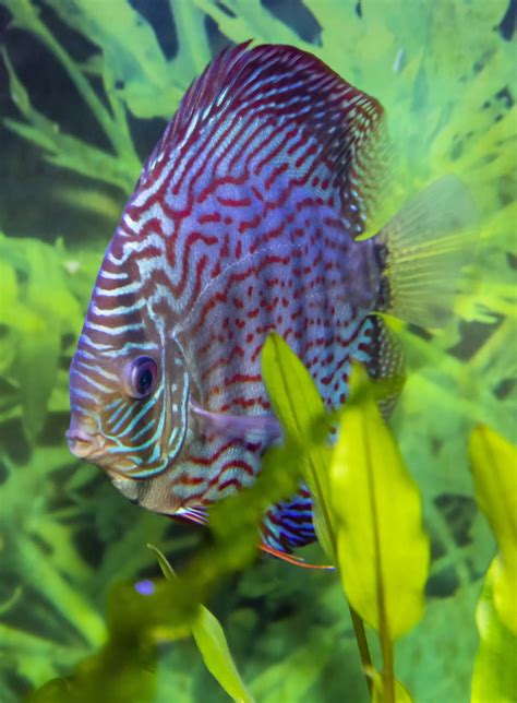 Image result for Blue Turquoise Discus