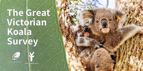 The Great Victorian Koala Survey, Nakunbalook Environmental and ...