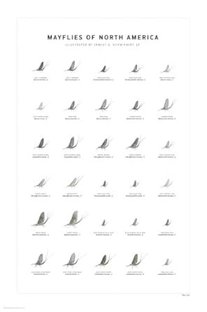 Buy Mayflies of North America Print Set Book Online at Low Prices in ...